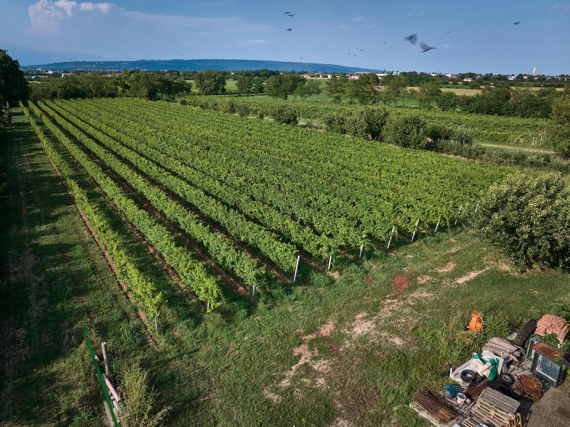 Agriturismo Zappare Farm Hotel Trevignano Exterior photo